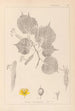 Herbier de la flore française Pl0028 - Louis Antoine Cusin — artwork view
