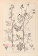 Herbier de la flore française Pl0032 - Louis Antoine Cusin — artwork view