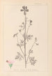 Herbier de la flore française Pl0033 - Louis Antoine Cusin — vista de la obra