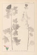 Herbier de la flore française Pl0034 - Louis Antoine Cusin — vista de la obra