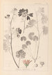 Herbier de la flore française Pl0035 - Louis Antoine Cusin — vista de la obra