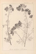 Herbier de la flore française Pl0036 - Louis Antoine Cusin — artwork view