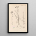 Herbier de la flore française Pl0037 - Louis Antoine Cusin — cuadro enmarcado en la pared