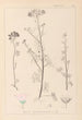 Herbier de la flore française Pl0037 - Louis Antoine Cusin — vista de la obra