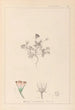 Herbier de la flore française Pl0038 - Louis Antoine Cusin — artwork view