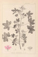 Herbier de la flore française Pl0039 - Louis Antoine Cusin — vista de la obra