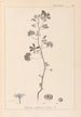 Herbier de la flore française Pl0040 - Louis Antoine Cusin — vista de la obra