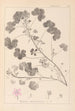 Herbier de la flore française Pl0042 - Louis Antoine Cusin — vista de la obra