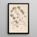 Herbier de la flore française Pl0042 - Louis Antoine Cusin — cuadro enmarcado en la pared