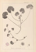Herbier de la flore française Pl0043 - Louis Antoine Cusin — vista de la obra