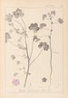 Herbier de la flore française Pl0044 - Louis Antoine Cusin — vista de la obra