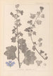 Herbier de la flore française Pl0045 - Louis Antoine Cusin — vista de la obra