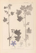 Herbier de la flore française Pl0046 - Louis Antoine Cusin — vista de la obra