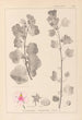 Herbier de la flore française Pl0048 - Louis Antoine Cusin — vista de la obra