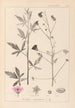 Herbier de la flore française Pl0052 - Louis Antoine Cusin — artwork view