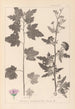 Herbier de la flore française Pl0053 - Louis Antoine Cusin — vista de la obra