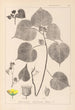 Herbier de la flore française Pl0056 - Louis Antoine Cusin — vista de la obra