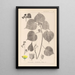 Herbier de la flore française Pl0056 - Louis Antoine Cusin — cuadro enmarcado en la pared