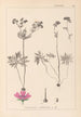 Herbier de la flore française Pl0057 - Louis Antoine Cusin — vista de la obra
