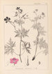 Herbier de la flore française Pl0058 - Louis Antoine Cusin — artwork view