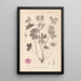 Herbier de la flore française Pl0059 - Louis Antoine Cusin — cuadro enmarcado en la pared