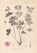 Herbier de la flore française Pl0059 - Louis Antoine Cusin — vista de la obra