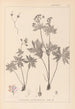 Herbier de la flore française Pl0060 - Louis Antoine Cusin — artwork view