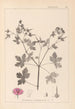 Herbier de la flore française Pl0061 - Louis Antoine Cusin — vista de la obra