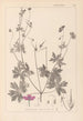 Herbier de la flore française Pl0064 - Louis Antoine Cusin — artwork view