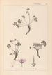 Herbier de la flore française Pl0066 - Louis Antoine Cusin — vista de la obra