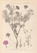 Herbier de la flore française Pl0067 - Louis Antoine Cusin — vista de la obra
