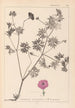Herbier de la flore française Pl0068 - Louis Antoine Cusin — vista de la obra