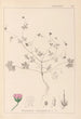 Herbier de la flore française Pl0069 - Louis Antoine Cusin — vista de la obra