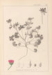 Herbier de la flore française Pl0070 - Louis Antoine Cusin — vista de la obra