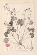 Herbier de la flore française Pl0071 - Louis Antoine Cusin — artwork view