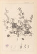 Herbier de la flore française Pl0073 - Louis Antoine Cusin — vista de la obra