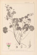 Herbier de la flore française Pl0074 - Louis Antoine Cusin — vista de la obra