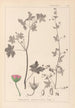 Herbier de la flore française Pl0075 - Louis Antoine Cusin — artwork view