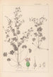 Herbier de la flore française Pl0076 - Louis Antoine Cusin — vista de la obra