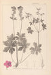 Herbier de la flore française Pl0077 - Louis Antoine Cusin — vista de la obra