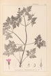 Herbier de la flore française Pl0078 - Louis Antoine Cusin — artwork view