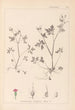 Herbier de la flore française Pl0079 - Louis Antoine Cusin — vista de la obra