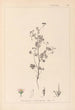 Herbier de la flore française Pl0080 - Louis Antoine Cusin — artwork view