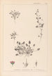 Herbier de la flore française Pl0081 - Louis Antoine Cusin — vista de la obra