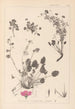 Herbier de la flore française Pl0082 - Louis Antoine Cusin — vista de la obra