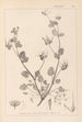 Herbier de la flore française Pl0083 - Louis Antoine Cusin — vista de la obra