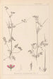 Herbier de la flore française Pl0086 - Louis Antoine Cusin — vista de la obra