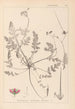 Herbier de la flore française Pl0087 - Louis Antoine Cusin — vista de la obra