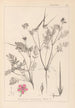 Herbier de la flore française Pl0088 - Louis Antoine Cusin — artwork view