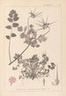Herbier de la flore française Pl0089 - Louis Antoine Cusin — vista de la obra